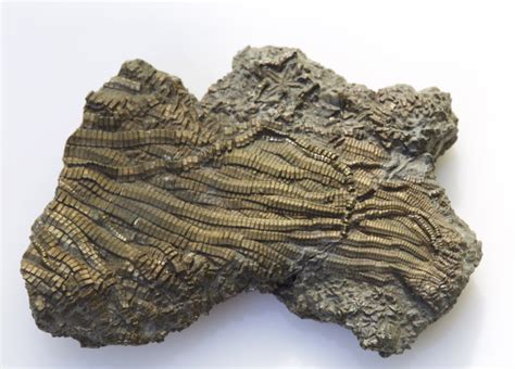 海百合化石图片