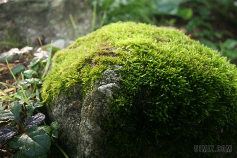 水苔图片