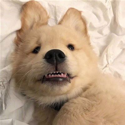 宠物搞笑头像非主流