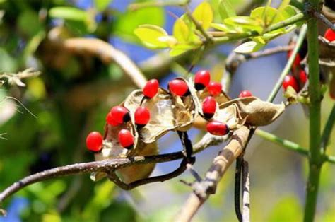 世界最毒的植物前十名 曼陀罗上榜，第一常见于热带地区_排行榜123网