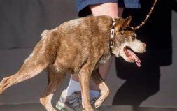 狗中的“卡西莫多” 拉布拉多犬天生面部畸形扭曲