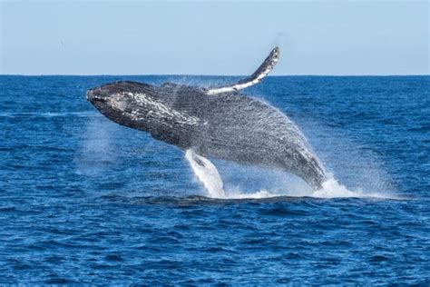 世界体型最大的十种鲸鱼，虎鲸垫底，蓝鲸夺冠_巴拉排行榜