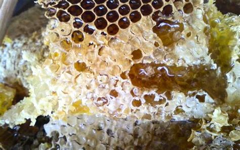 蜜蜂开箱的正确时间及注意事项 - 养蜂技术 - 酷蜜蜂