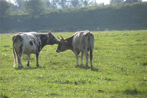 两头牛在一起的图片,两头牛的图片卡通图片,两头牛图片_大山谷图库