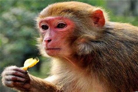 养猴子犯法吗，养猴子怎么样-热聚社