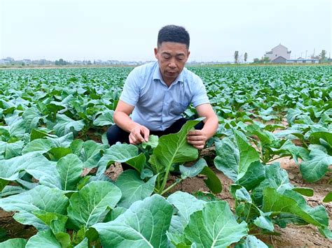 江苏泰兴：绿色蔬菜托起富民产业