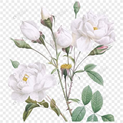 高清手绘水彩玫瑰花矢量图片素材免费下载 - 觅知网