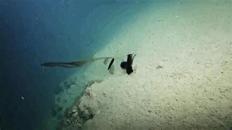大王乌贼的恐怖传说（深海1000米水下的"北海巨妖"，能和抹香鲸掰手腕，是什么生物？） | 说明书网