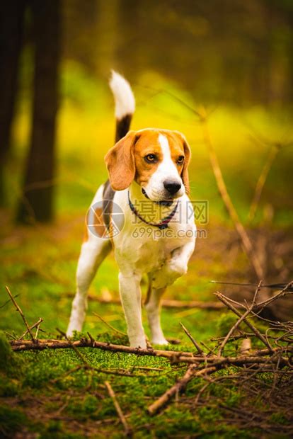 猎犬在阳光明媚的秋天森林里猎犬在寻找气味听树林的声音桑尼掉下来高清图片下载-正版图片307254745-摄图网