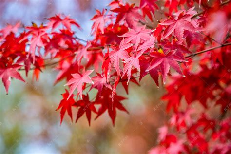 花园植物|你永远都缺一颗枫树 - 知乎