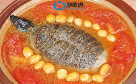 川菜番茄白果炖甲鱼的做法 番茄白果炖甲鱼怎么做好吃 - 菜谱大全 - 酷奇猫