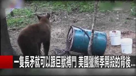 老虎偷袭黑熊，被黑熊发现后追着跑|黑熊|老虎|动物_新浪新闻