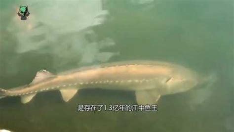 中国黑龙江最贵的鱼！_高清1080P在线观看平台_腾讯视频