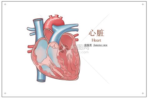 心脏结构图简易图图片