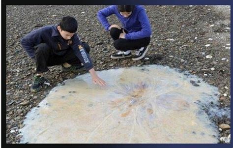 英国海岸 巨型水母_360社区