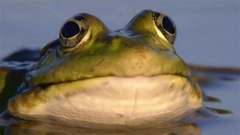 蛙鸣的别称,古代青蛙叫声雅称,青蛙在诗文中的雅称_大山谷图库