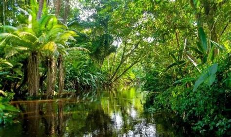 恐怖的亚马逊雨林：既是地球之肺,又是人类禁区!|美洲虎|亚马逊|人类_新浪新闻