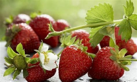 草莓有哪些常见品种？ - 惠农网