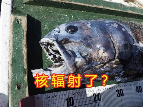 核辐射变异？日本2000米深海发现2.5米长怪鱼，是什么物种|怪异|鱼|深海_新浪新闻