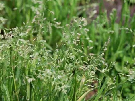 早熟禾草籽多少钱,如何种植呢-花卉百科-绿宝园林网