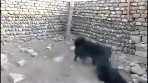 藏獒打架视频 比狮子老虎还凶_腾讯视频