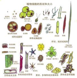 植物生物学_360百科