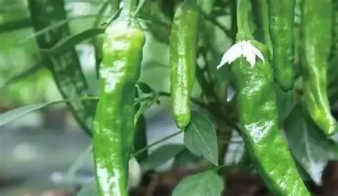 辣椒要怎么施肥才能高产？辣椒高产施肥法 - 种植技术 - 第一农经网