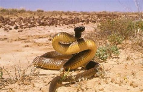 世界上毒性最强的5种蛇, 第一的毒性是响尾蛇的几百倍!