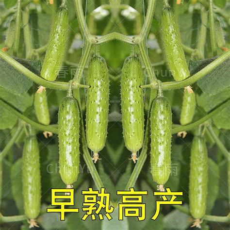 黄瓜种植，怎么育苗定植？夏、秋黄瓜栽培要点，来学学|育苗|定植|栽培_新浪新闻