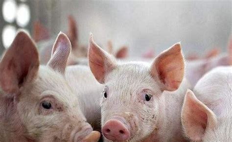 猪价连涨止步，二育“降温”，猪价为何走低？农业资讯-农信网