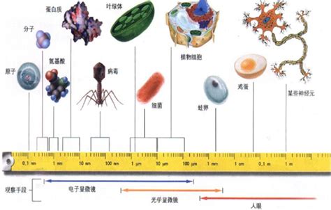 从物理分子到生物分子，我们能看见什么？----中国科学院昆明植物研究所