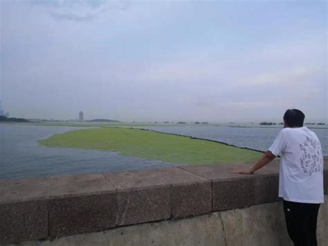 青岛浒苔泛滥15年，百平方公里海面被覆盖，究竟是福是祸？_腾讯视频