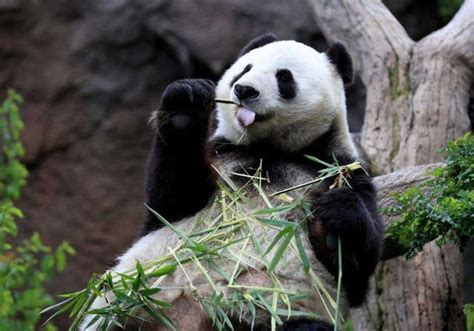 你可知大熊猫的祖先是什么，曾和剑齿虎争食|冰河世纪|云南|大熊猫_新浪新闻