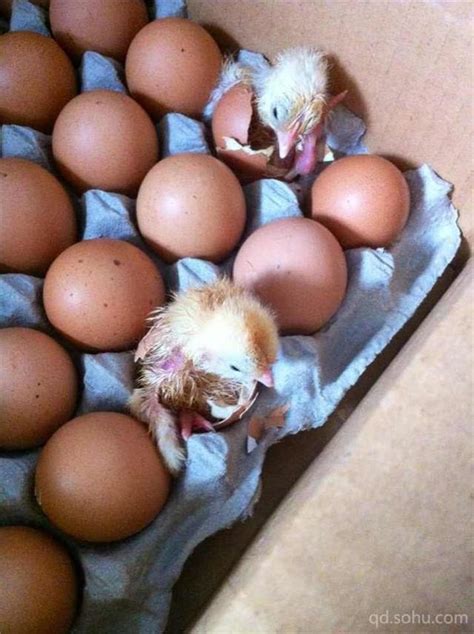 为何鸡能下双黄蛋？双黄蛋能孵出什么样的小鸡？这些问题你好奇吗