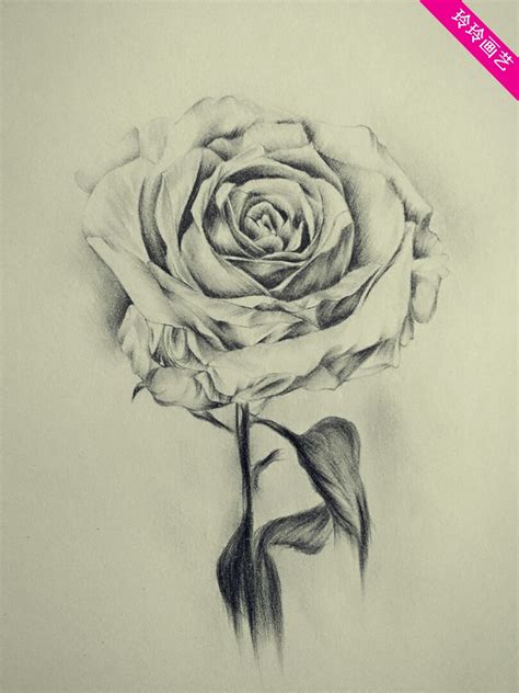 花素描图片