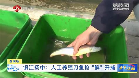 长江刀鱼养殖技术-农技学堂 - 惠农网