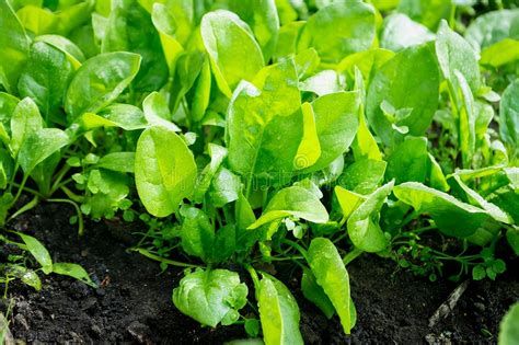 菠菜的种植方法（种菠菜的方法和步骤） – 碳资讯