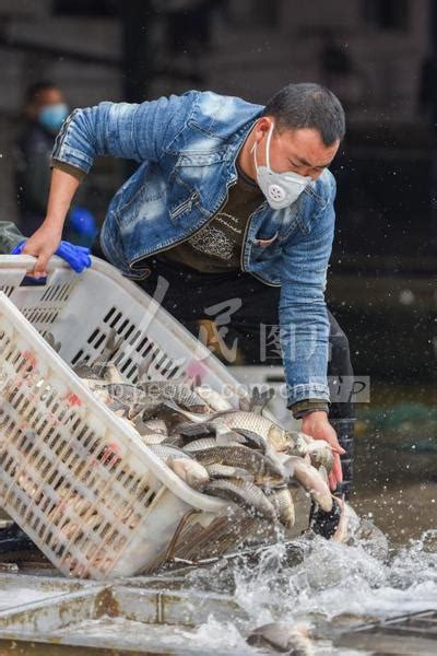 北京买观赏鱼的市场有哪些地方卖（北京买观赏鱼的市场有哪些地方卖鱼） - 雪龙鱼 - 广州观赏鱼批发市场