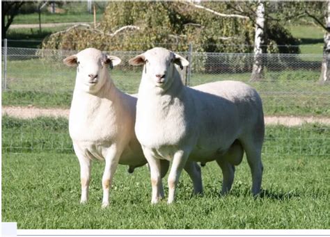 最大的羊品种400斤,杜泊羊,纯种澳洲白种羊(第12页)_大山谷图库