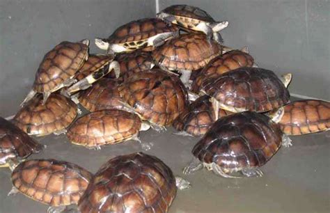 石金钱龟的养殖技术-农百科