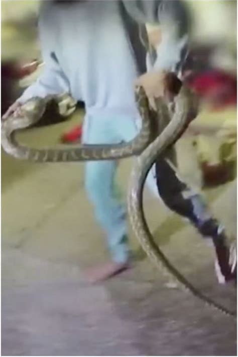 蟒蛇缠住鳄鱼，鳄鱼快要绝命时，蟒蛇要遭殃了！_腾讯视频