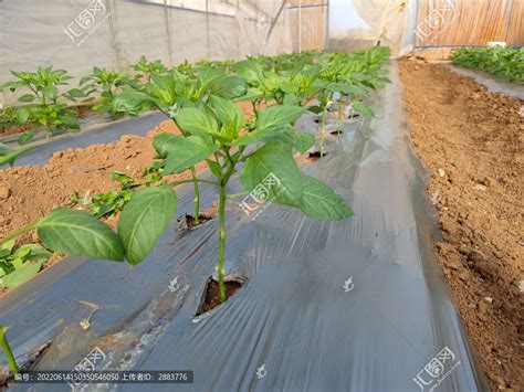加厚农用白色地膜 蔬菜大棚用除草果园果树保温保水地膜 塑料薄膜-阿里巴巴