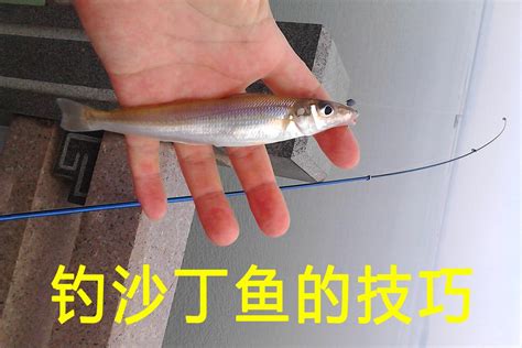 沙丁鱼是一种在鱼贩中很容易找到的鱼高清图片下载-正版图片506579560-摄图网