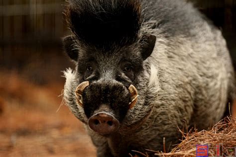 野猪饲养条件，附养殖优势 - 农敢网
