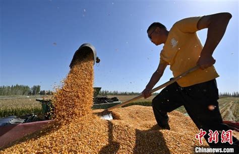 新疆粮食首次突破2000万吨 因何创新高？