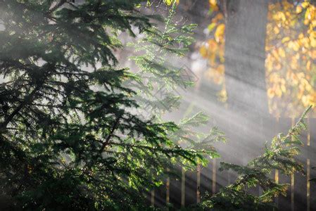 晨雾中的森林树木自然小清新高清图片,ppt图片 - 51PPT模板网