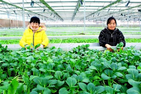安徽淮北：现代农业园区有机蔬菜走俏市场-人民图片网