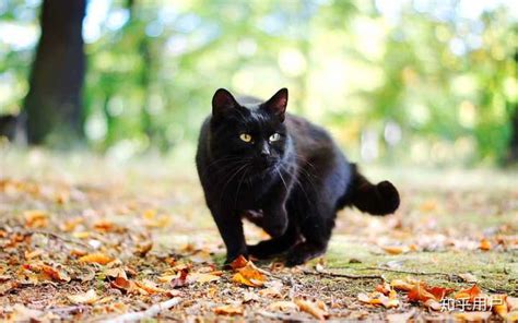 家里养了一只黑猫是一种什么样的体验？ - 知乎