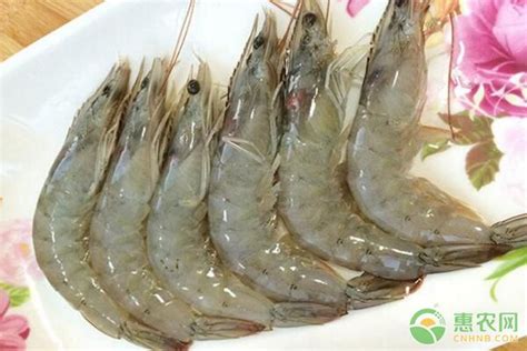 红魔虾是淡水虾还是海虾 红魔虾产地是哪里_法库传媒网