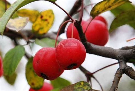 松子又名“长寿果”曾是动物爱吃的果实，如今市面上一斤120元|松子|长寿果|坚果_新浪新闻